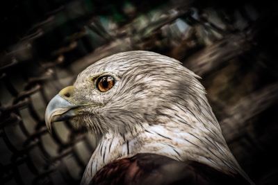 Close-up of a sharp-eyed harrier bird perched on a branch, embodying focus and precision.