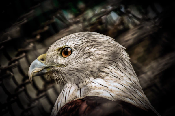Close-up of a sharp bird photo taken with apex zoom on an iPhone screen.
