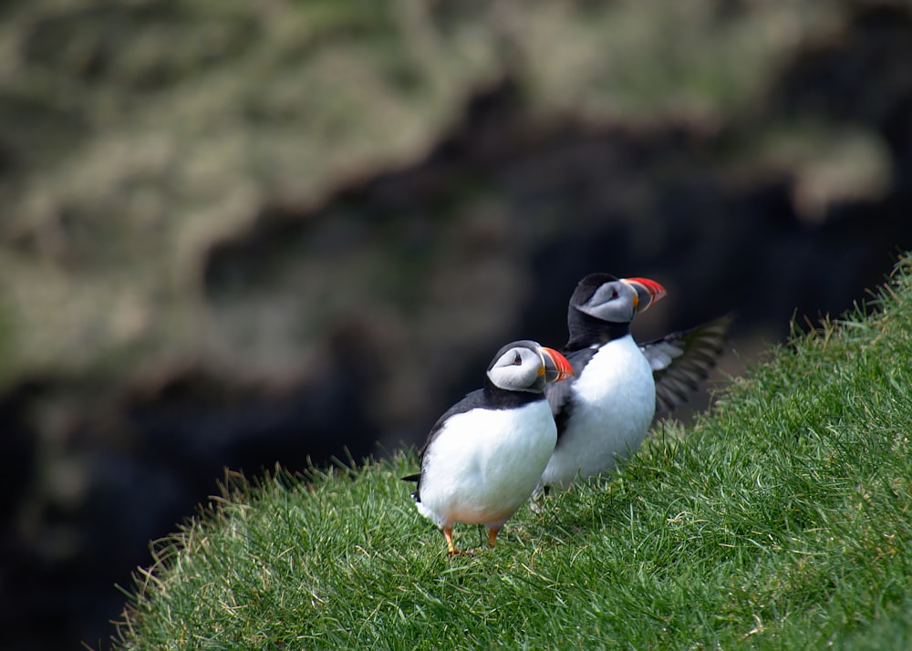 two puffin birds on green grasses
