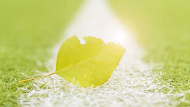 Close-up of a gentle green leaf resting on a smooth white surface, evoking calm and simplicity.