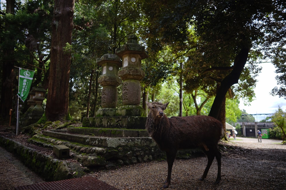 brown sheep