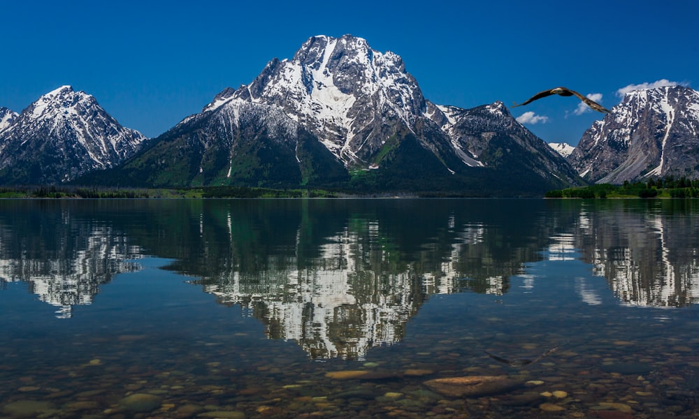 bird flying above body of water and glacier mountains at the distance