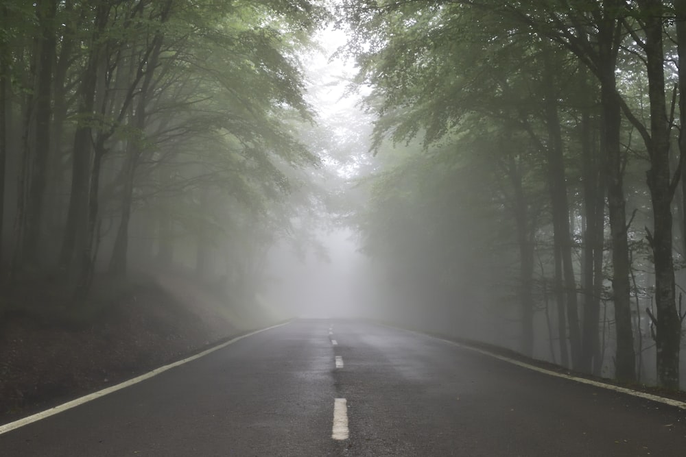 gray concrete road between trees