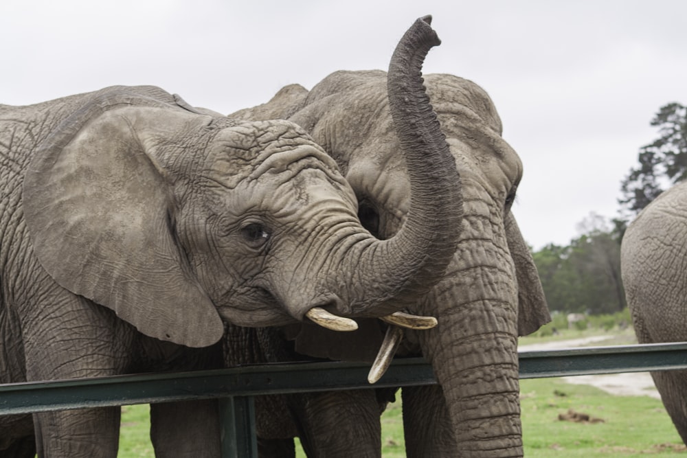 two gray elephant standing on grass field at daytime