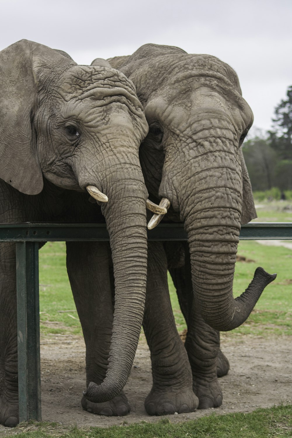 two adult elephants beside green railing