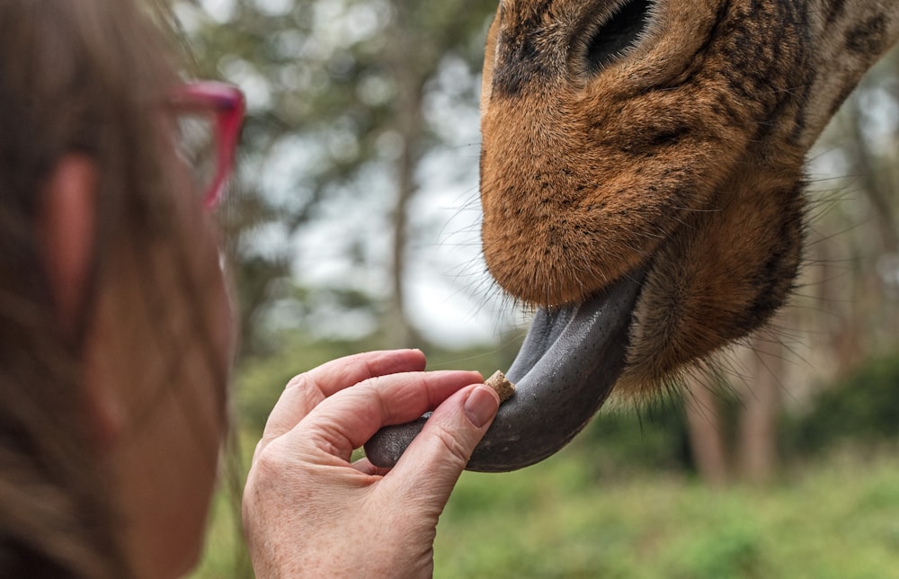 person feeding giraffe