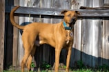 A large brown dog stands in front of a wooden fence on a grassy area, wearing a bright blue collar with tags.