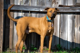 A large brown dog stands in front of a wooden fence on a grassy area, wearing a bright blue collar with tags.