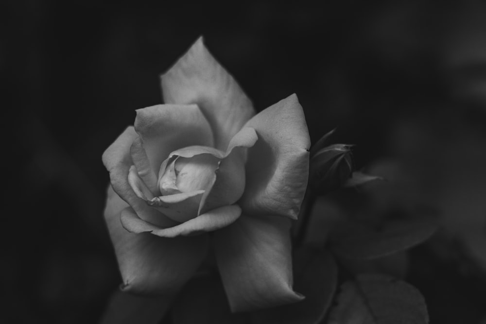 greyscale photo of flower