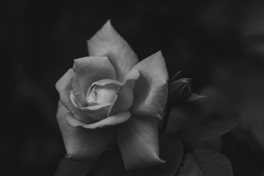 greyscale photo of flower