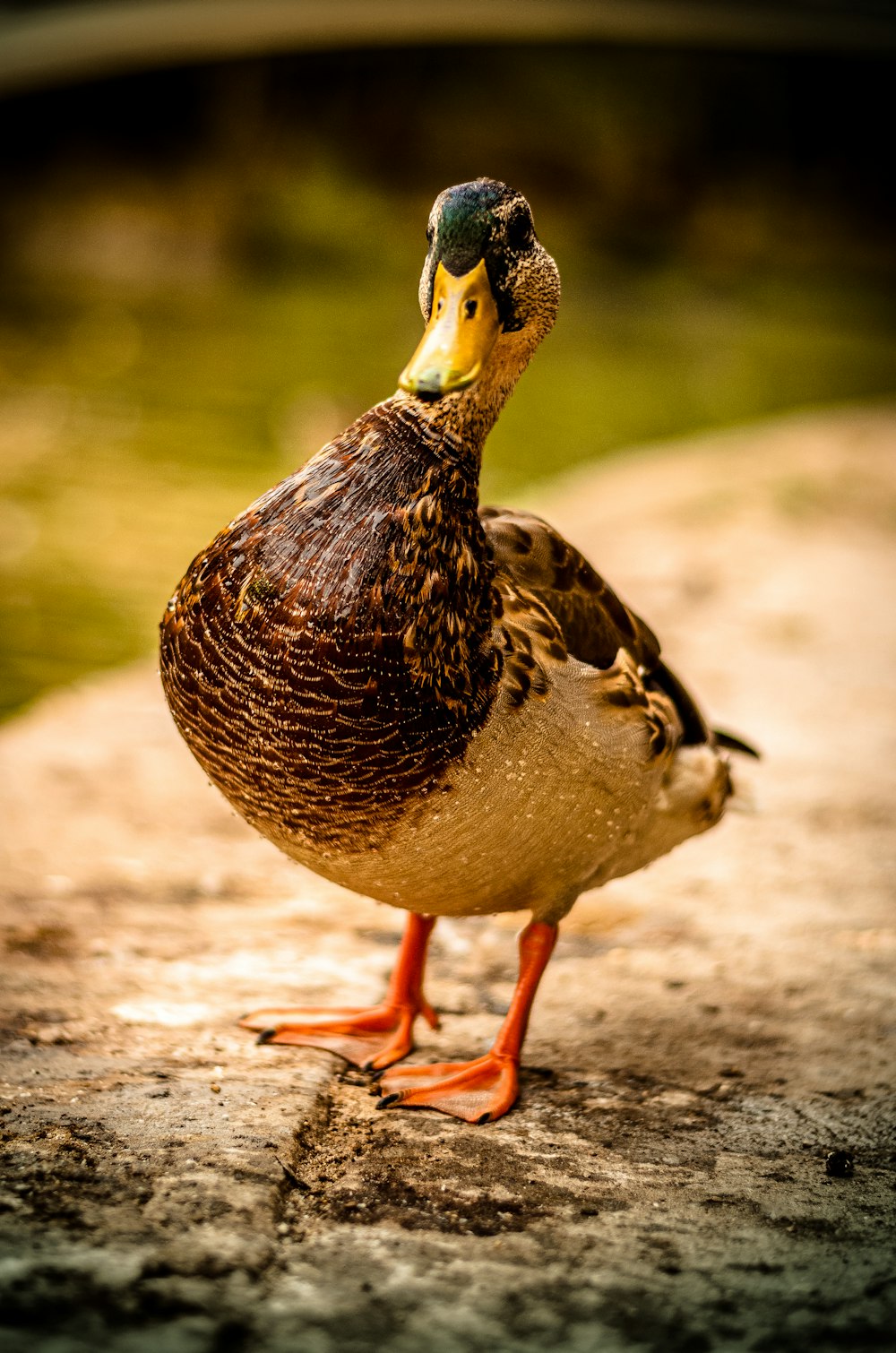 closeup photography of white and black duck