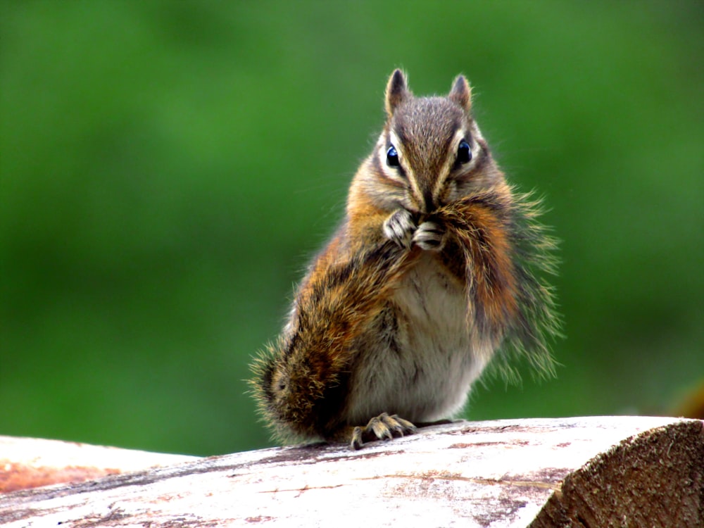 shallow focus photography of brown squirrel