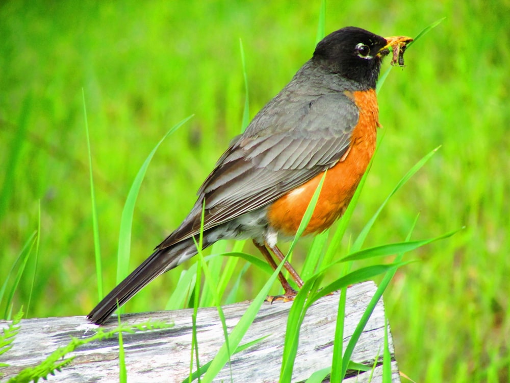 bird on tree branch