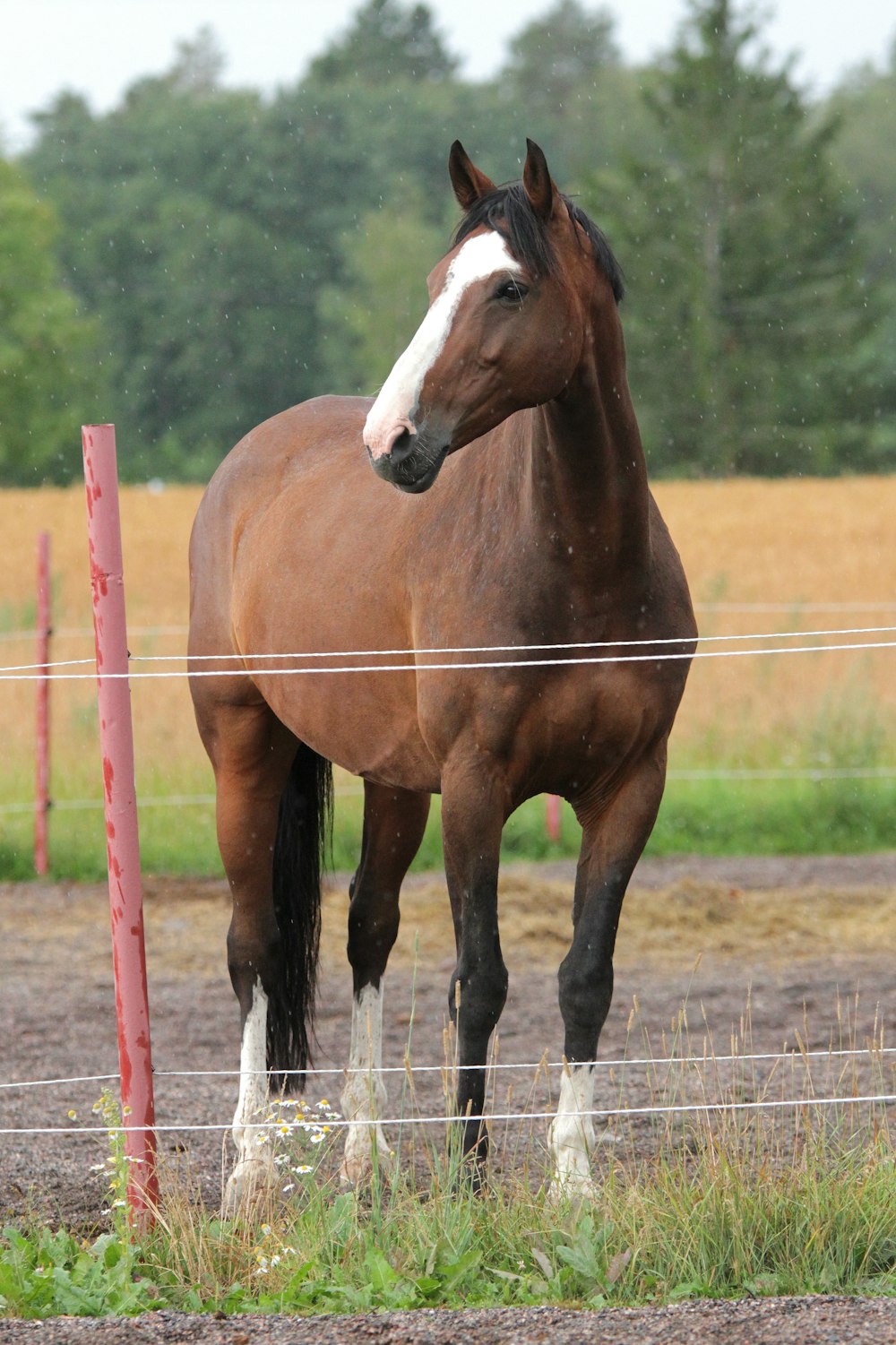 shallow focus photo of brown horse