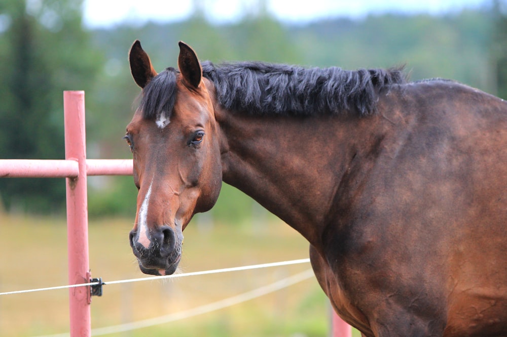 shallow focus photo of brown horse