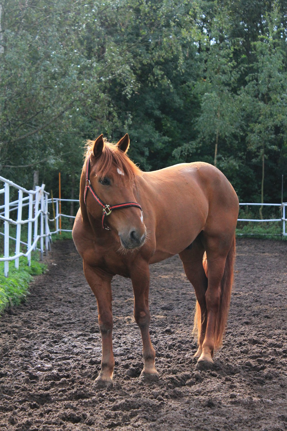 Caballo marrón cerca de la valla