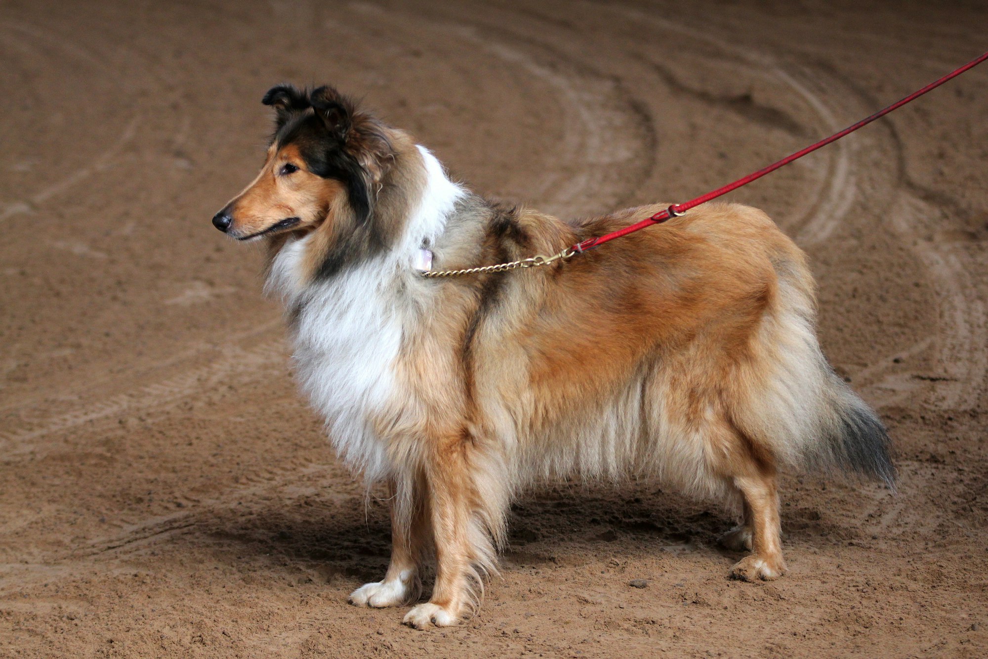 rough collie