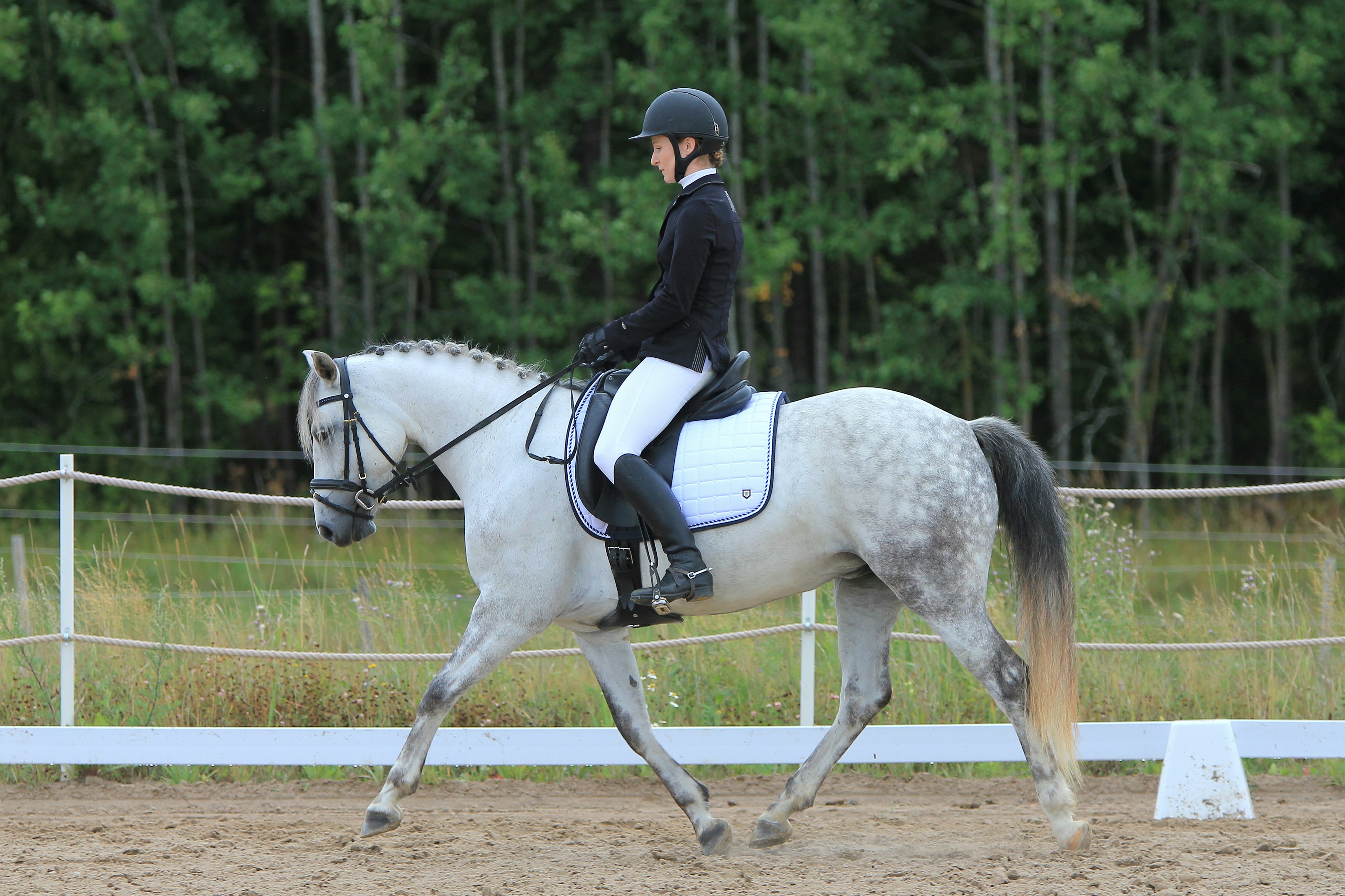 Elegance on Horseback: A Complete Guide to Dressage Show Attire