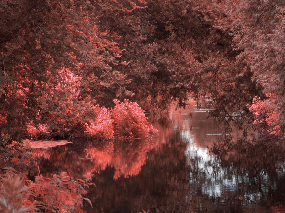 red-leafed tree