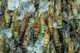 A cluster of fresh shrimp, varying in shades of brown and green, with their long antennae intertwined. The shrimp are nestled in a bed of crushed ice, glistening under the light.