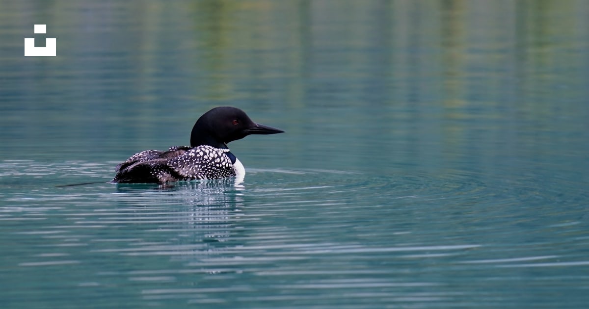 Black and white mallard duck on body of water photo – Free Maine Image