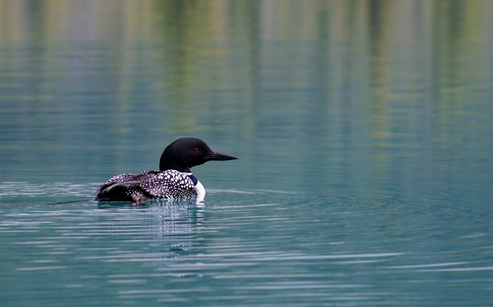 black and white mallard duck on body of water