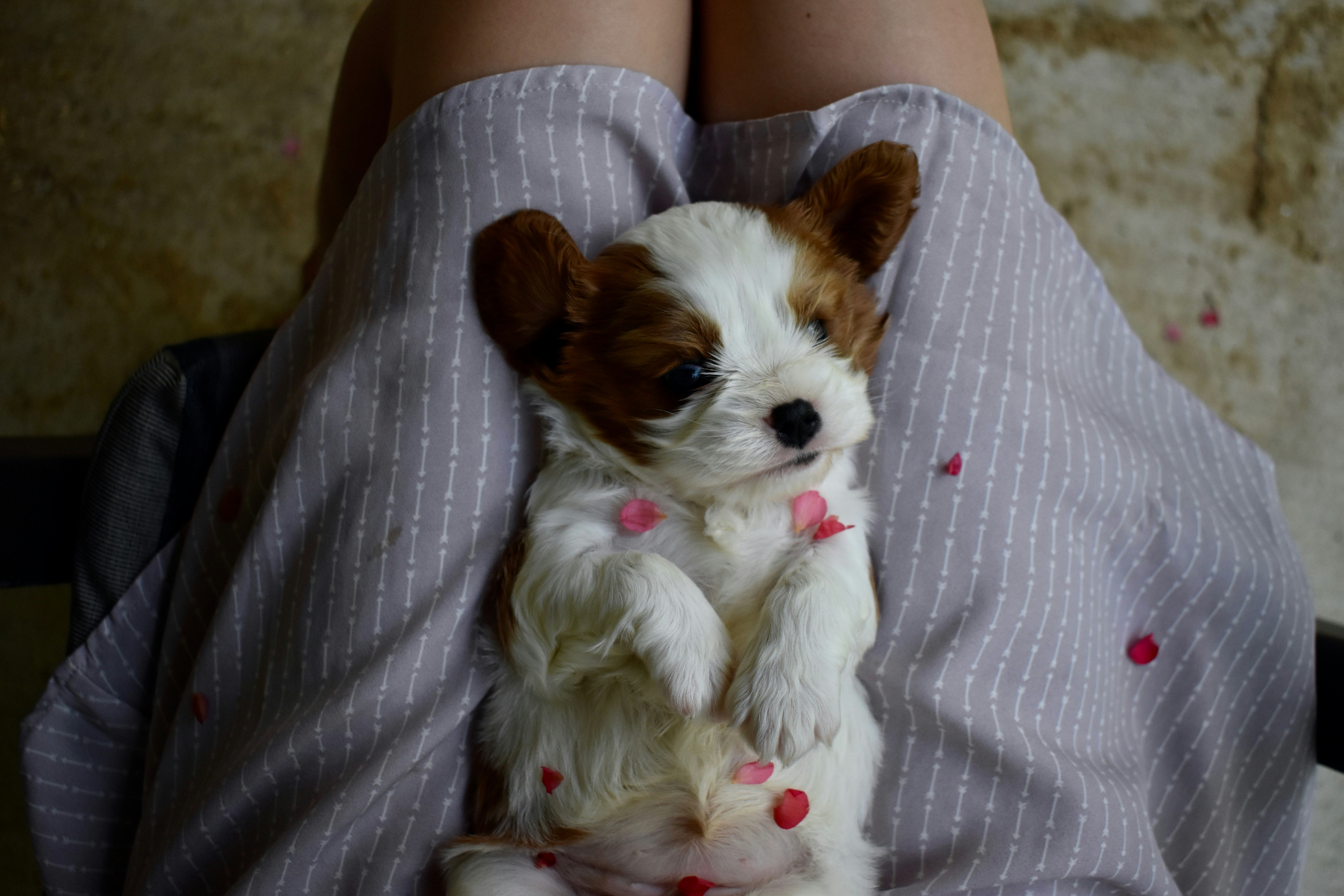 Puppy Chloe with rose petals