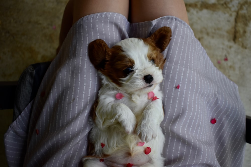 white and brown puppy