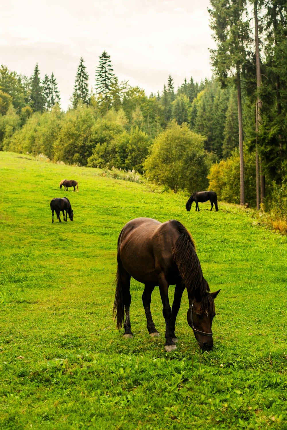 several black horses eating grass