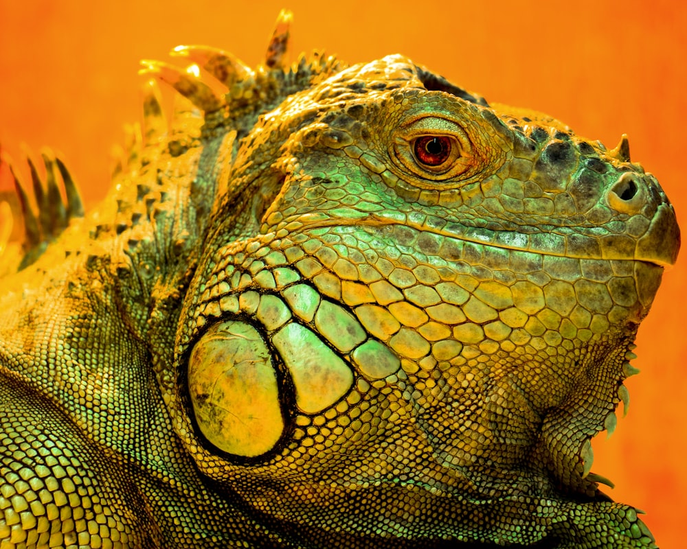 green iguana