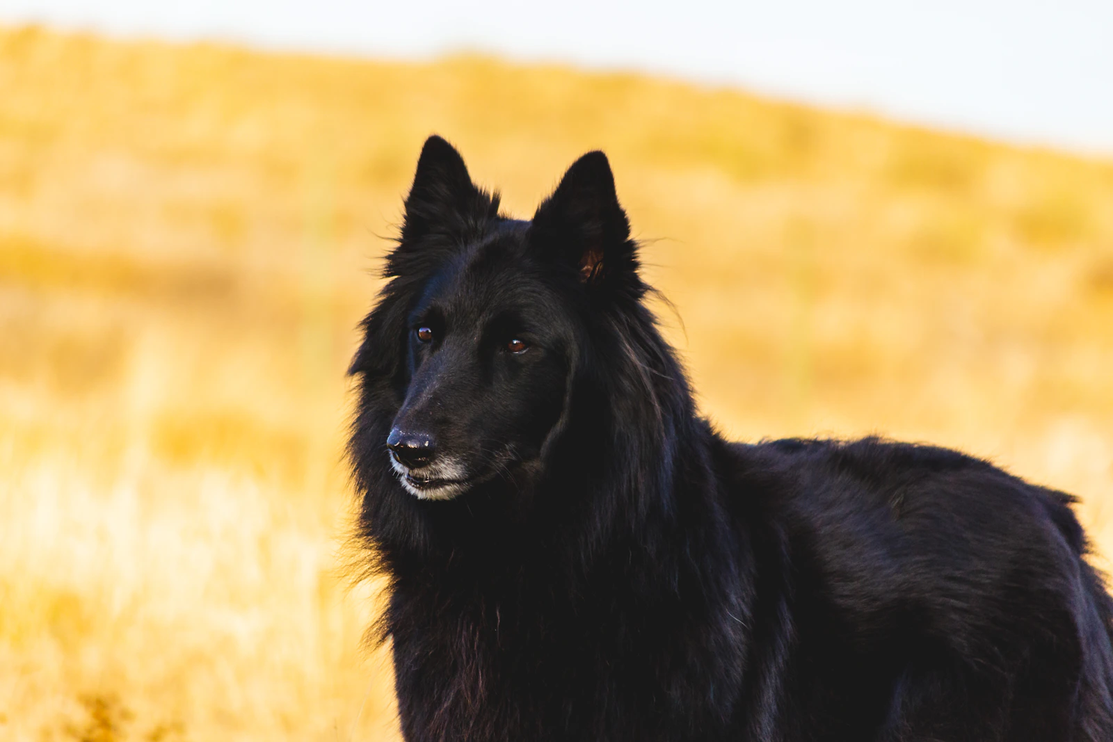 Adult black Schipperke dog standing alert, photo on Unsplash