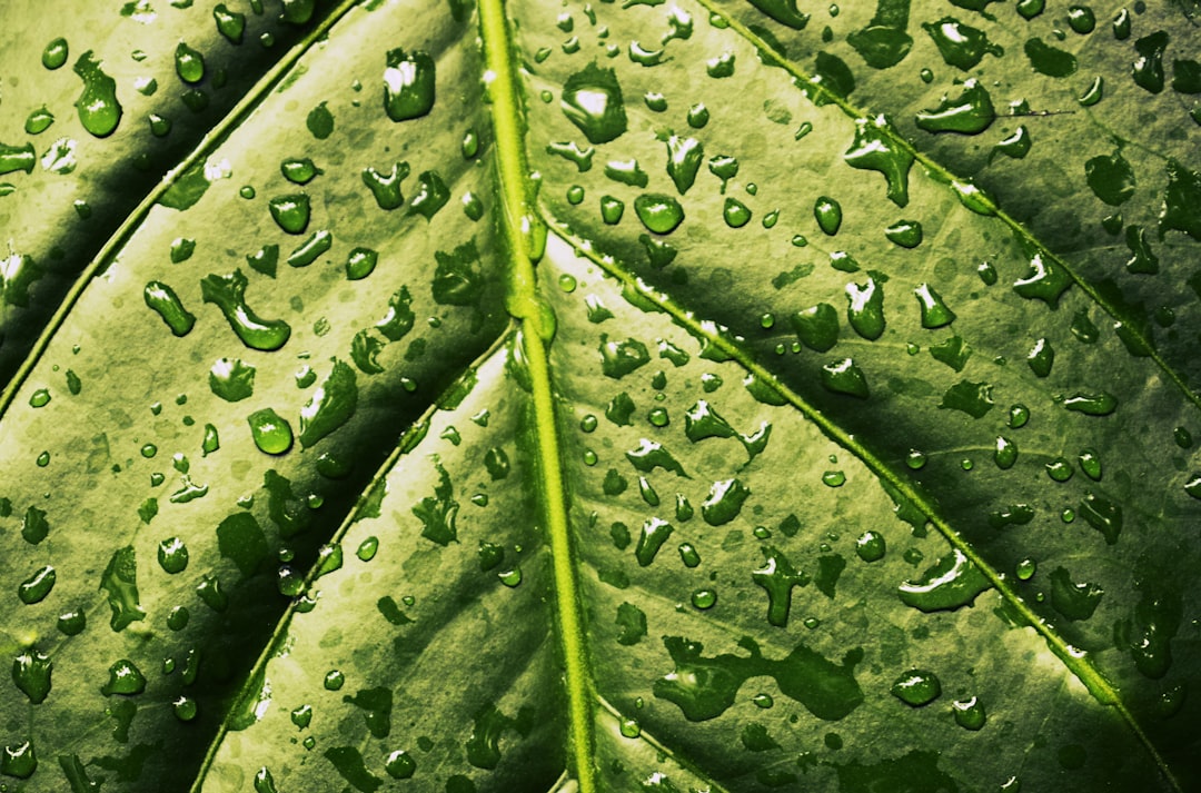 water droplets on green leaf