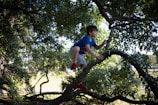 Children climbing a tall tropical tree with bright green leaves under a sunny sky in Martinique.