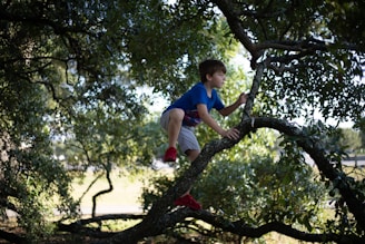 A child is climbing a tree, surrounded by dense green foliage. The bright daylight highlights the lush environment, creating a vibrant and lively setting. The child is dressed in a blue shirt and red shoes, displaying a sense of adventure and exploration.