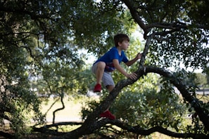 Children climbing a tall tropical tree with bright green leaves under a sunny sky in Martinique.