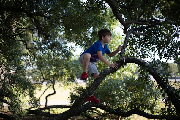 A child is climbing a tree, surrounded by dense green foliage. The bright daylight highlights the lush environment, creating a vibrant and lively setting. The child is dressed in a blue shirt and red shoes, displaying a sense of adventure and exploration.