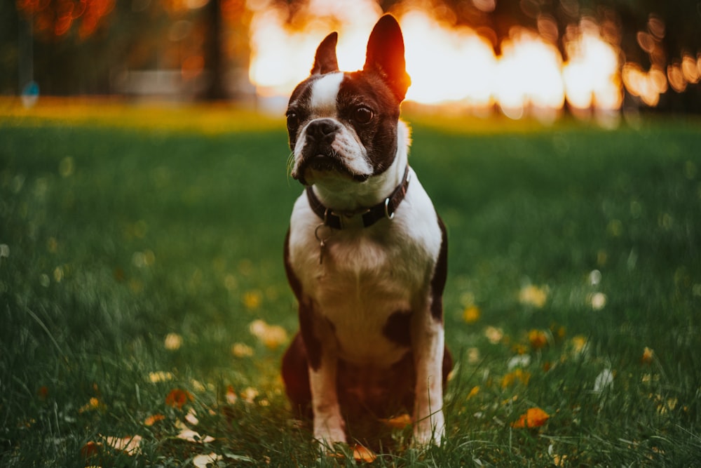 adult white and black Boston terrier