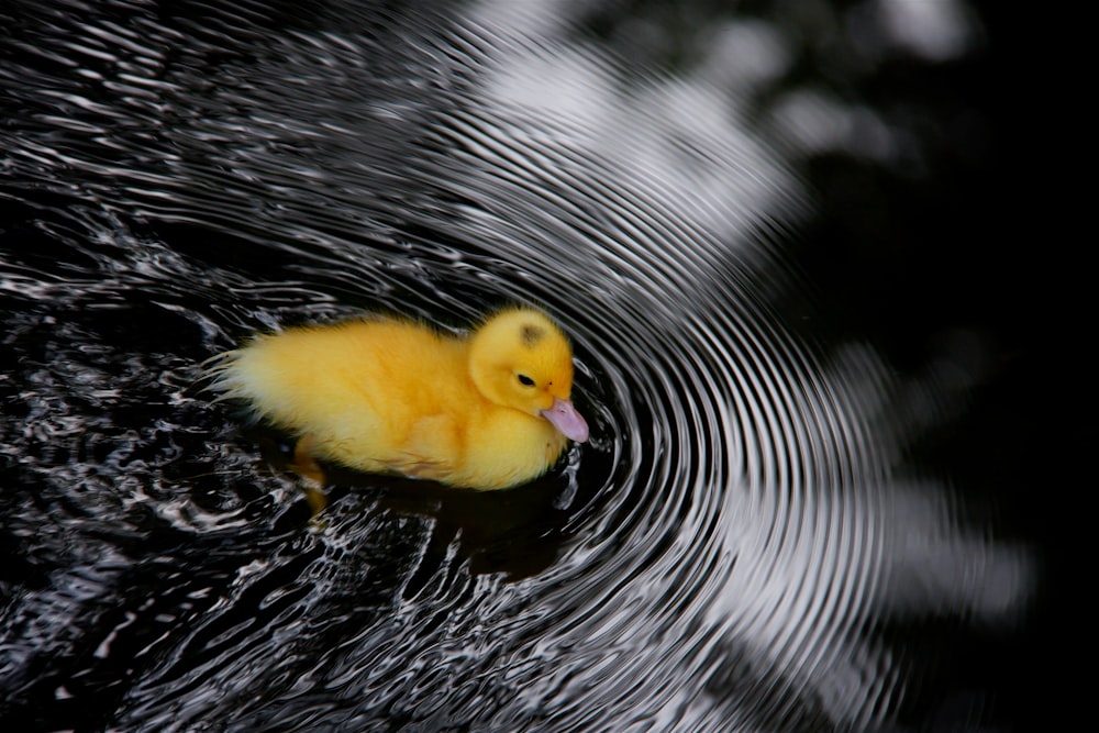 selective color photography of yellow chick