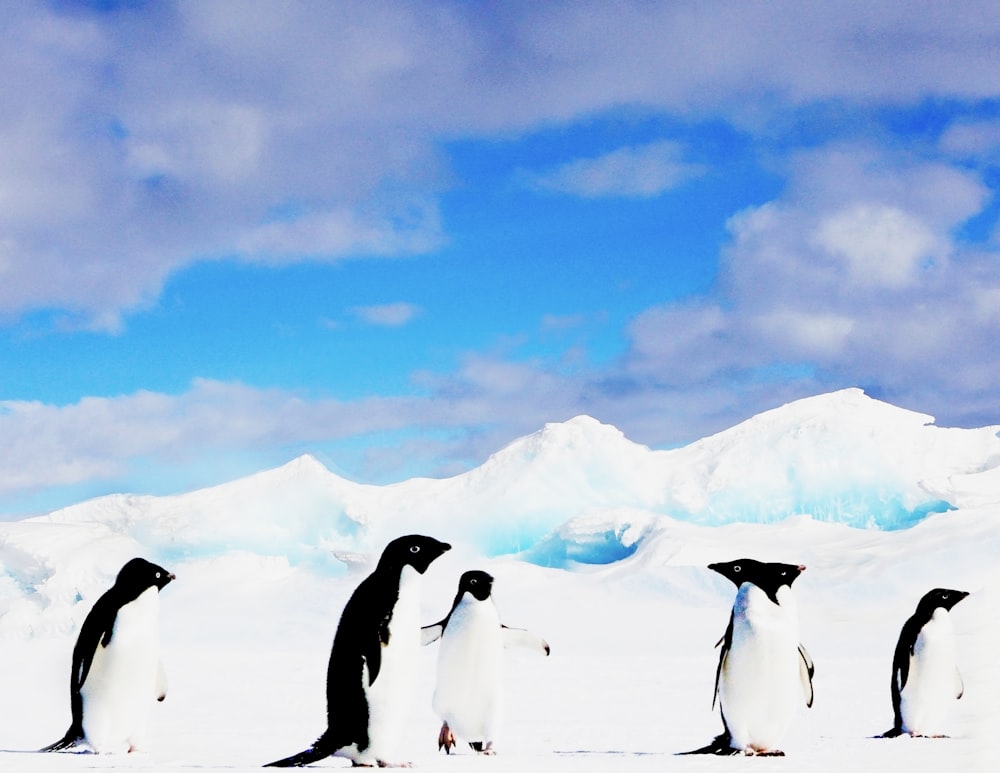 penguins during daytime