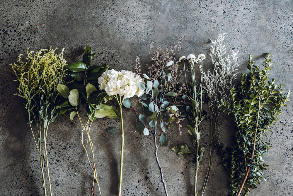 white petaled flowers