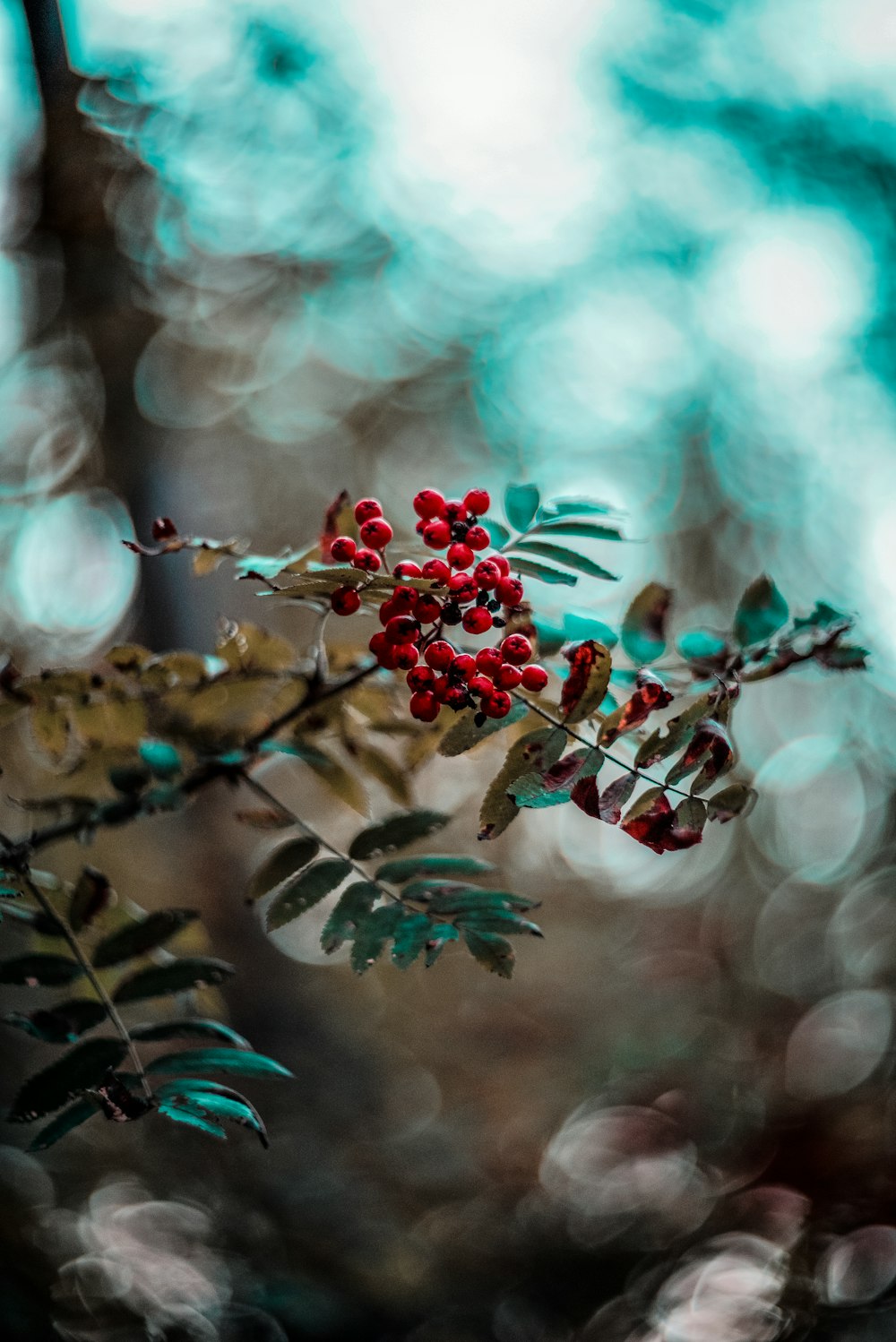 round red fruits