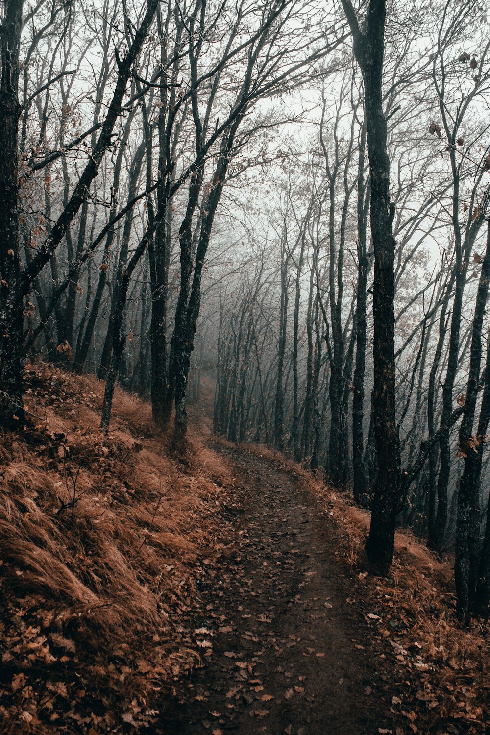 walkway surrounded by leafless trees