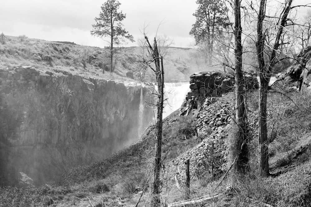 bare trees near the falls grayscale photo