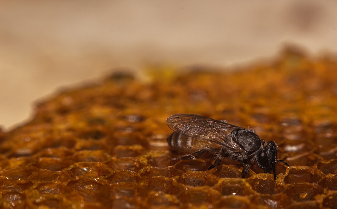 close-up photography of brown bee