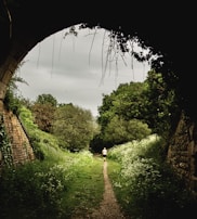 A peaceful outdoor scene with a person walking along a path lined with blooming flowers, representing renewal.