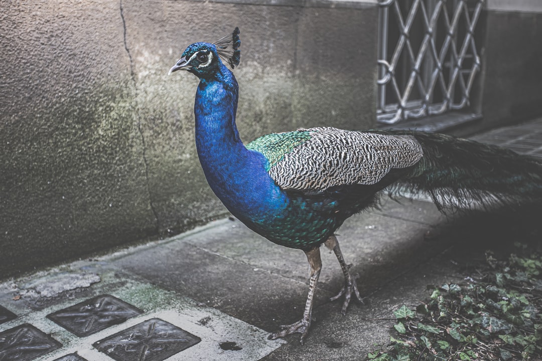 blue peacock on gray concrete floor