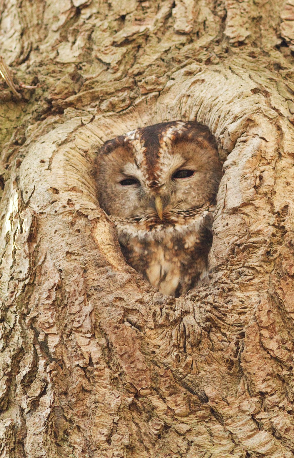 brown owl in branch