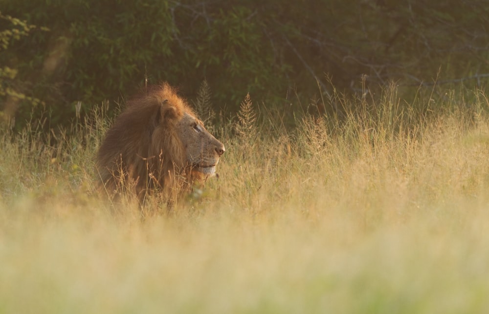 León marrón sentado en el campo de hierba