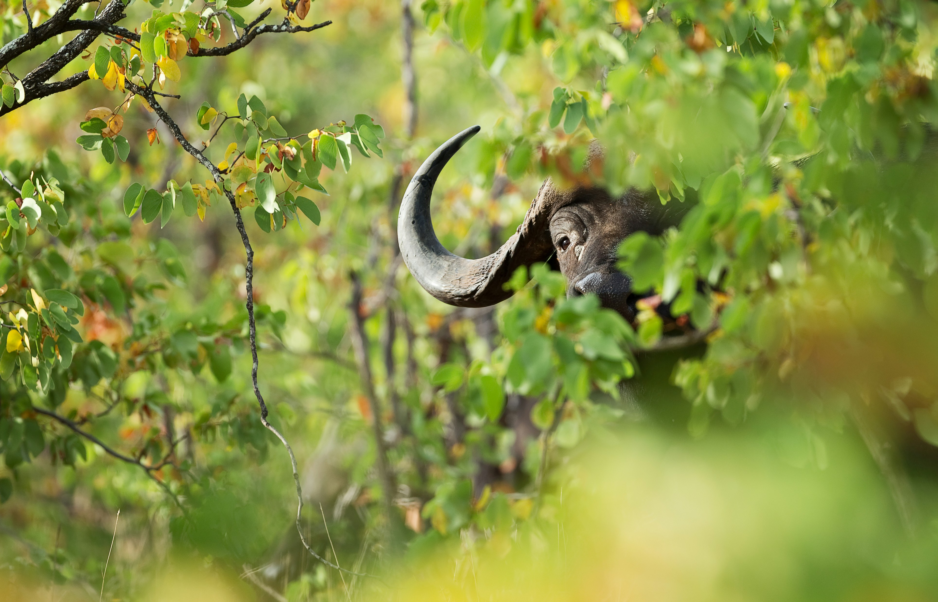 Cape buffalo 