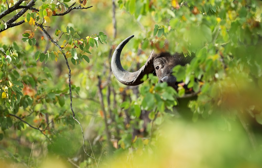 black water buffalo by trees at daytime